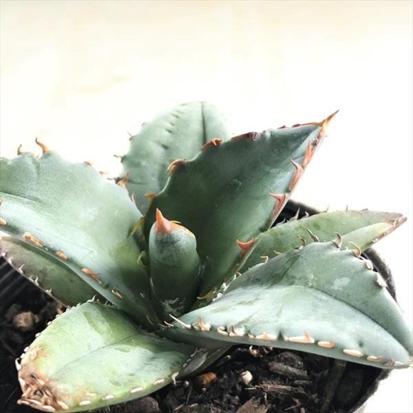 専用 80株セット！アガベチタノタ 実生 多肉植物 専用 80株セット