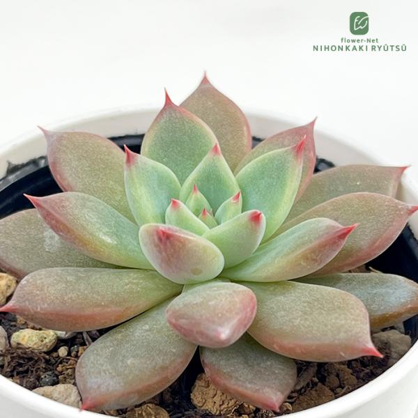 日本花キ流通 多肉植物 hmエケベリア リンゼアナ実生 エケベリア
