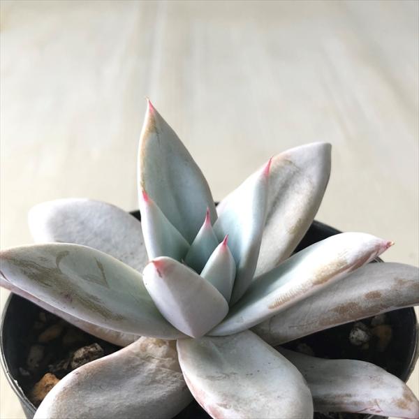 多肉植物 赤 観葉植物の人気商品 通販 価格比較 価格 Com