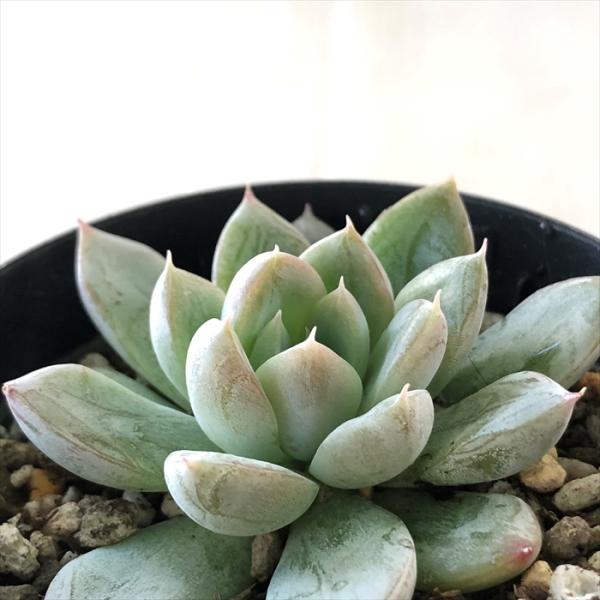 日本花キ流通 多肉植物 skエケベリア トリマネンシス×エレガンスファー