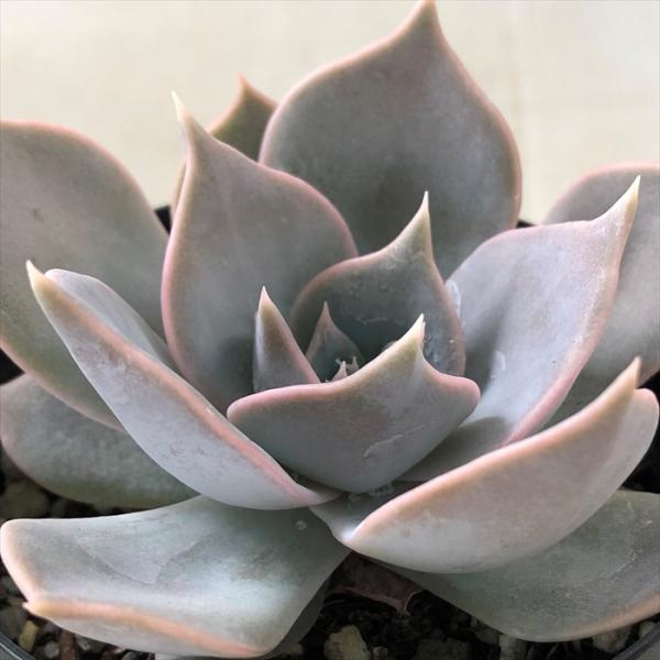 日本花キ流通 多肉植物 skエケベリア リープ 多肉植物 エケベリア 7.5