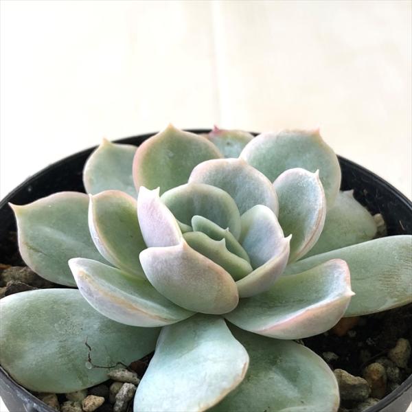 日本花キ流通 多肉植物 skエケベリア ジョセリン 多肉植物 エケベリア
