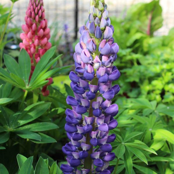 苗 ルピナスの人気商品 通販 価格比較 価格 Com