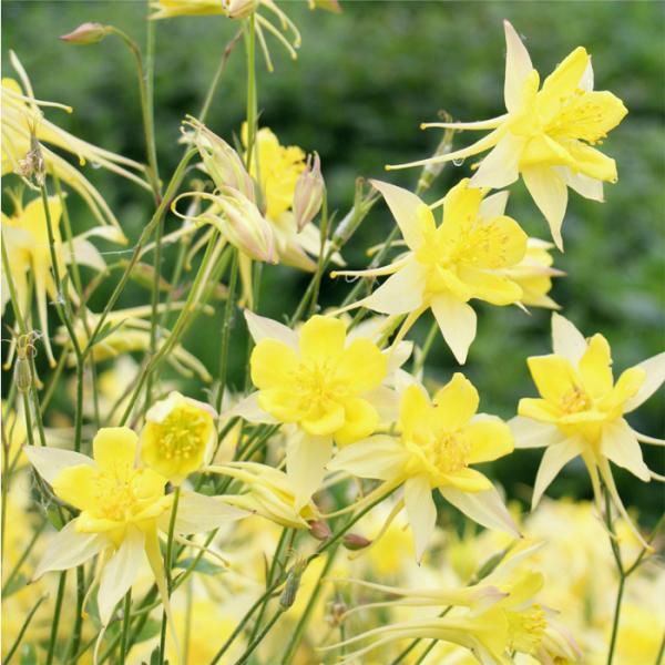 西洋オダマキ2苗 039bec72d7684131835fc559135391