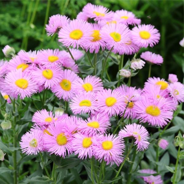 エリゲロン　7苗　宿根多年草 花