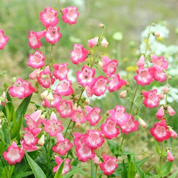 【特徴】可愛らしい花房咲きに咲かせ、花壇の後方や中盤で活躍する宿根草。高温多湿が苦手なので、風通しと水はけの良い環境で管理すると夏越ししやすくなる。暑さ・寒さに強く丈夫。半常緑で冬場もグリーンとして重宝。大輪で可愛らしい花色。【開花時期】5...