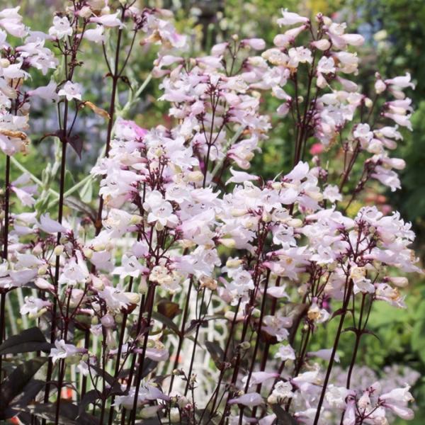 \̔ yXe c nXJ[bh 10.5cm|bg N K[fjO ԕc hc oom 11{ȍ~