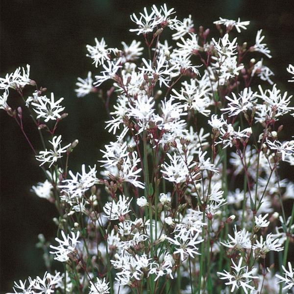 苗 リクニスの人気商品 通販 価格比較 価格 Com