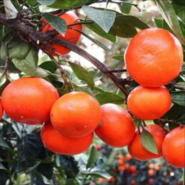 kazuページＣ・同一梱包品「小原紅早生３年生苗木」のみ２本 kazuページC・同一梱包品「小原紅早生3年生苗木」のみ2本 楽天市場