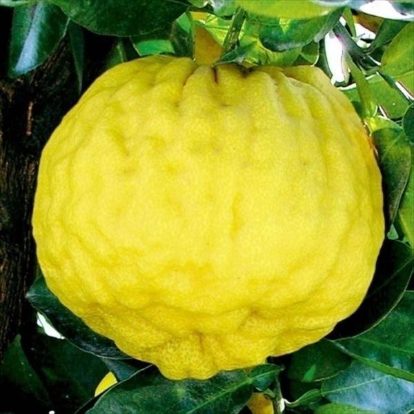 花柚子２本　レモン21 2本 花柚子2本 レモン21 2本 花柚子2本 レモン21 2本 本ゆずの苗木【果樹