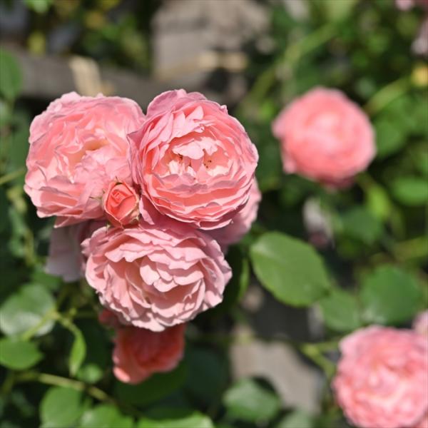 ♡さちさち様♡ご予約 バラ苗 ♡さちさち様♡ご予約