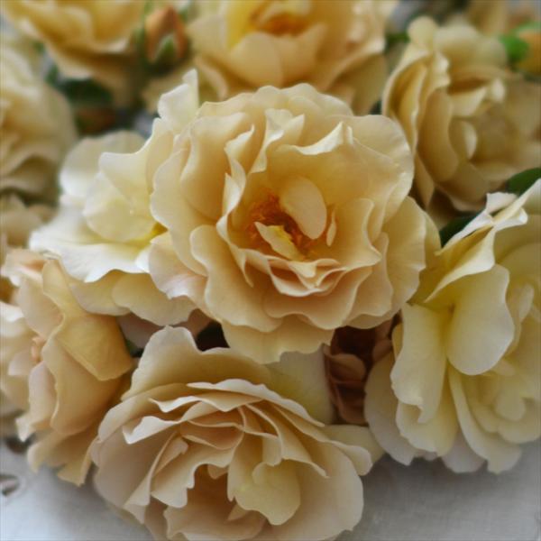 flower-net_z211216016