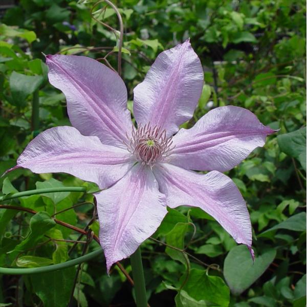 予約販売 クレマチス 苗 桃割れ 遅咲き大輪系 落合さんの