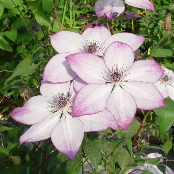 flower-net_z211223030