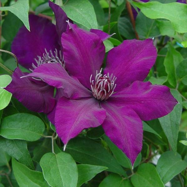 クレマチス 紫 苗の人気商品 通販 価格比較 価格 Com