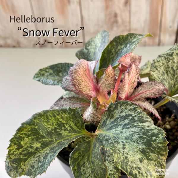 ① 特別限定品‼︎ 斑入りの葉が美しい5年物のクリスマスローズ・スノー