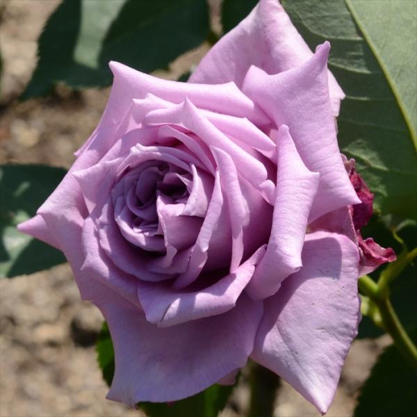 バラ苗 紫 バラ 苗 Diy 工具の人気商品 通販 価格比較 価格 Com