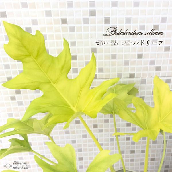 日本花キ流通 観葉植物 フィロデンドロン セローム ゴールドリーフ 6号