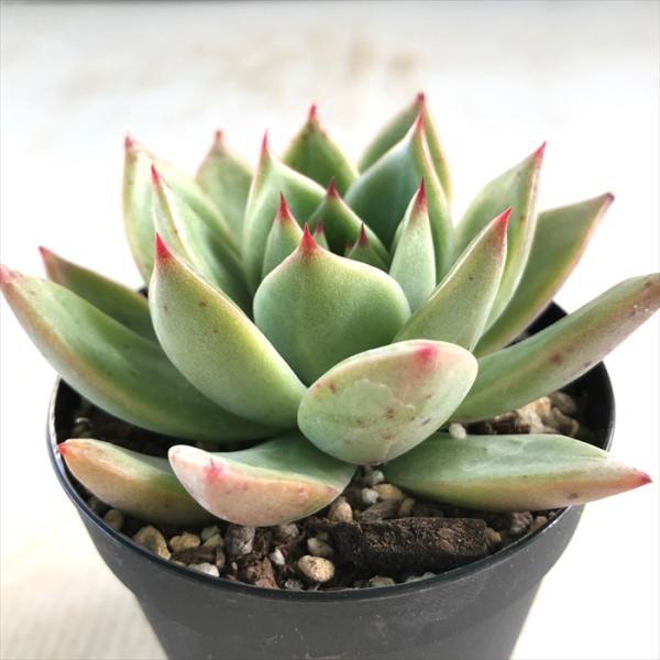 flower-net_z220115006