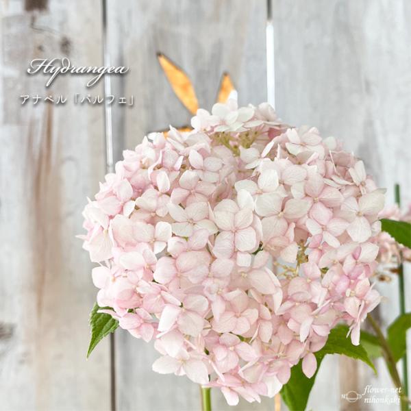 flower-net_z220117002