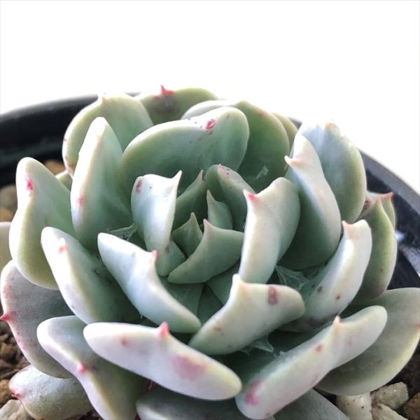 日本花キ流通 多肉植物 hmエケベリア レボリューション エケベリア 6cm