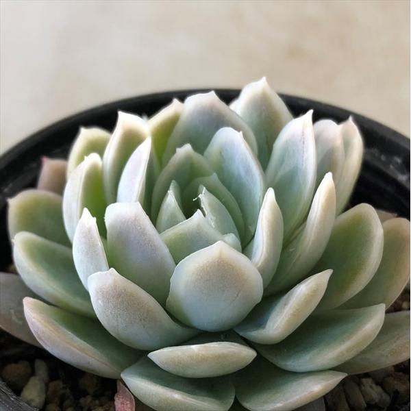 日本花キ流通 多肉植物 hmエケベリア ピンクネーション 多肉植物