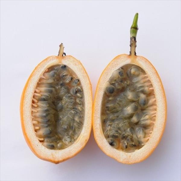 ■商品説明トケイソウ科、トケイソウ属のつる性の植物で本属中の中で最もおいしい果実をつけるとされています。 英名は「water lemon」。 黄色く熟す果実をレモンに見立てた名前だと思われます。 葉っぱが大きく、生育が早いので日よけ効果が高...