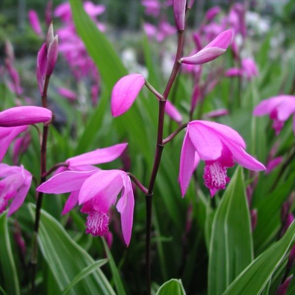 \̔ V c   9cm|bg N K[fjO ԕc hc hos 11{ȍ~