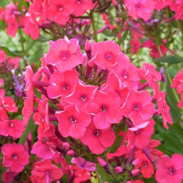 苗 フロックスの人気商品 通販 価格比較 価格 Com