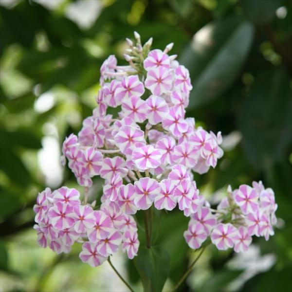 苗 フロックス 宿根草の人気商品 通販 価格比較 価格 Com