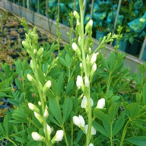 \̔ oveBVA c Ao 12cm|bg Z_CnM oveBVA c N K[fjO ԕc hc hos 11{ȍ~