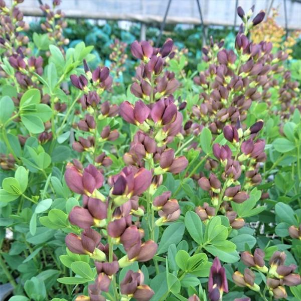 \̔ oveBVA c _b``R[g 12cm|bg Z_CnM oveBVA c N K[fjO ԕc hc hos 11{ȍ~