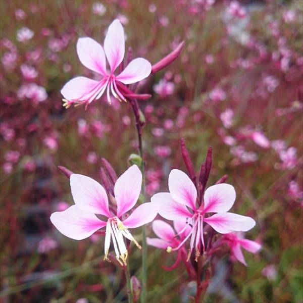 日本花キ流通 ガウラ 苗 あかね 12cmポット 大株 多年草 ガーデニング