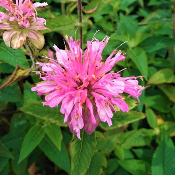 花苗・珍しい初夏咲き・大輪・大株・マーガレット・宿根草 花苗・珍しい初夏咲き・大輪・大株・マーガレット・宿根草の通販 by