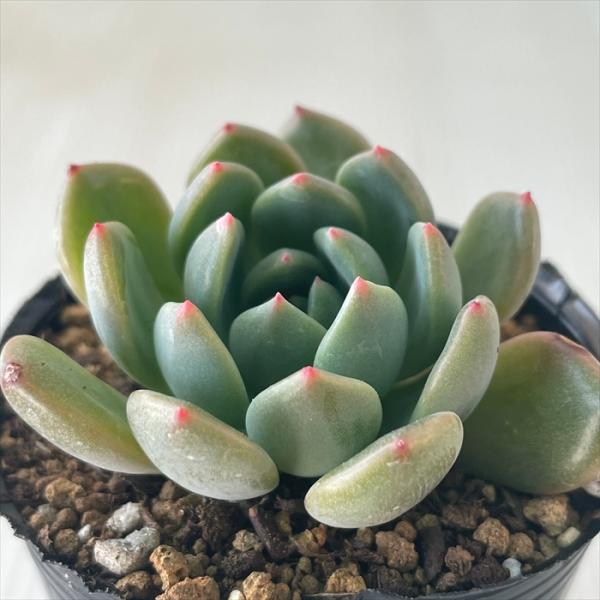 多肉植物 hmエケベリア スカーレット 多肉植物 エケベリア 6cm