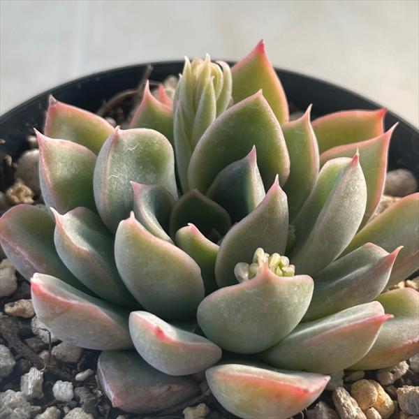 多肉植物　エケベリア　販売会　ꕤclara*ページ 097:Echeveria 'Clara' (エケベリア クララ)6㎝ポット[多肉植物