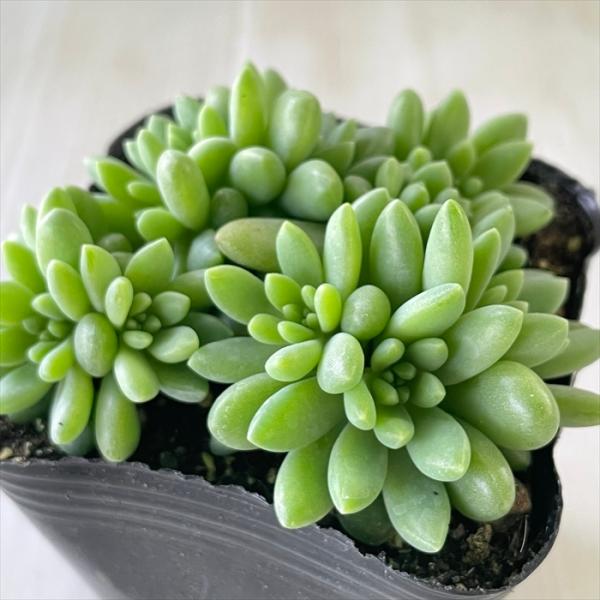 日本花キ流通 多肉植物 seセダム ばらまきピンクベリー セダム