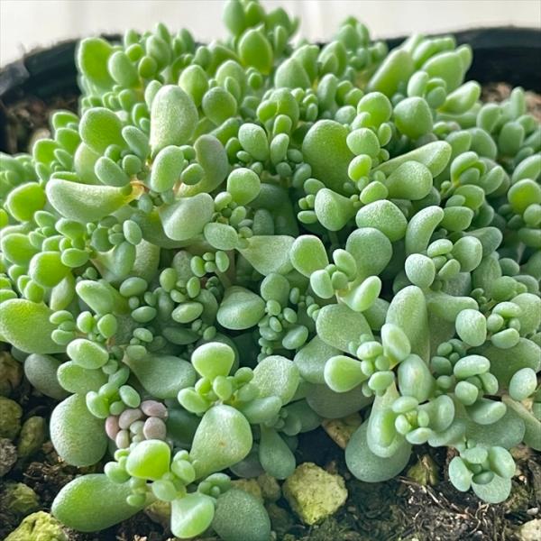 多肉植物　セダム　トリカラー&パープルヘイズ＆プロリフィカ×姫秀麗　3種類 セダム パープルヘイズ【多肉植物 2.5～3号ポット】｜ 【植物の