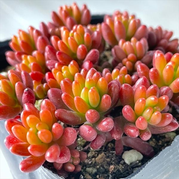 多肉植物 seセダム 虹の玉 多肉植物 セダム 9cmポット