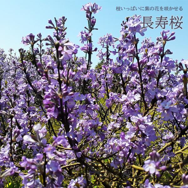 ■特徴桜ではなく、ジンチョウゲ科の耐寒性落葉低木。 3〜4月頃、桜のような淡い紫色の小さな花を咲かせます。（地域によって多少異なります。） ほのかな香りと優しい花。 強健で育てやすく、開花期間も長いため、花を長く楽しめます。■置き場所日当た...