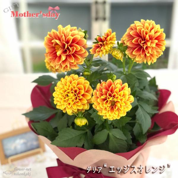 ダリア 鉢 生花の人気商品 通販 価格比較 価格 Com