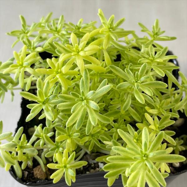 確認用 多肉 セダム 寄植え Amazon.co.jp: 寄せ植え 2.5号 セダム 多肉植物 寄せ植え