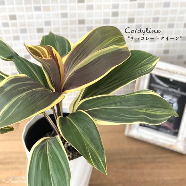 日本花キ流通 観葉植物 コルジリネ チョコレートクイーン 4号鉢