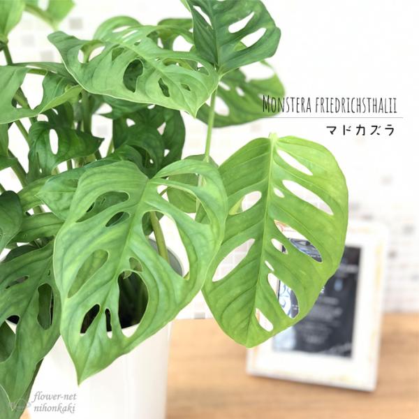 期間限定お値引き中❣️希少❗️マドカズラ白斑　フルムーンほか　5.5号鉢付　親株 期間限定お値引き中❣️マドカズラ白斑フルムーンほか5.5号鉢付親株