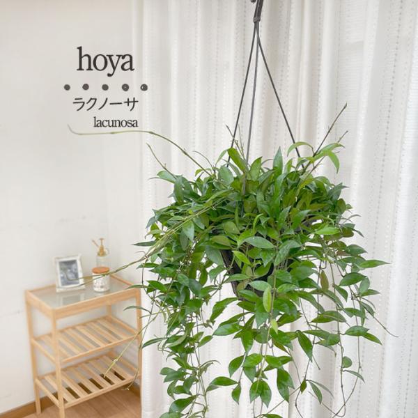 日本花キ流通 観葉植物 ホヤ ラクノーサ 5号 吊り鉢 吊り下げ