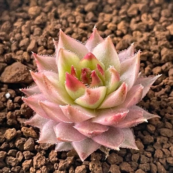 センペルビウム　メッテニー錦　12鉢セット 日本花キ流通 多肉植物 caセンペルビウム メッテニー錦 斑入り