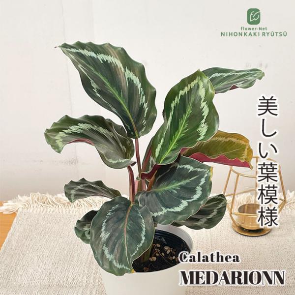 日本花キ流通 観葉植物 カラテア メダリオン 4号鉢 小型 小さい 室内