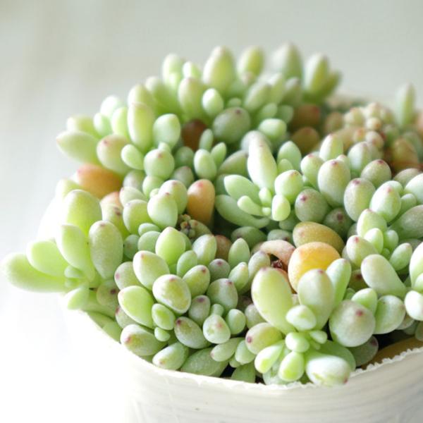 日本花キ流通 多肉植物 sbグラプトペタルム ばらまき パキ 日本花キ流通 多肉植物 sbグラプトペタルム ばらまき パキ