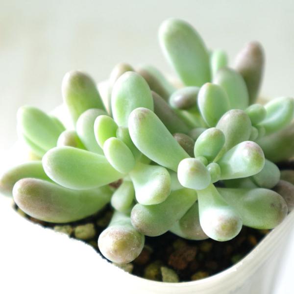 日本花キ流通 多肉植物 sbセダム 恋心 多肉植物 セダム 7.5cmポット