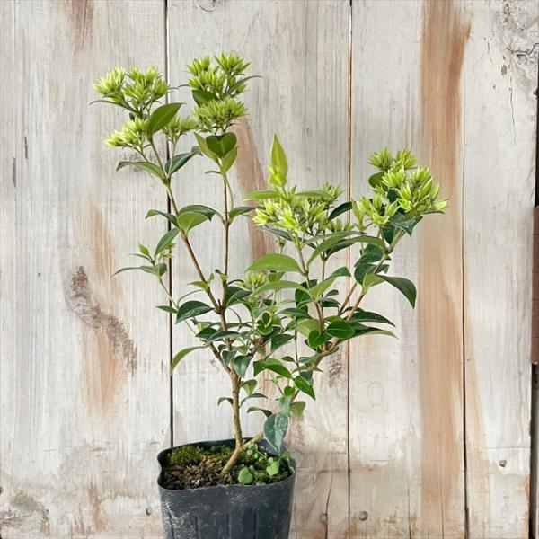 シナモンマートル 苗 9cmポット バックホウシア ハーブ苗 Herb  